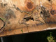 Wood Rot